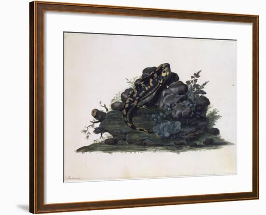 Salamander, Watercolour by Sidney Parkinson (Ca 1745-1771), UK, 18th Century-null-Framed Giclee Print