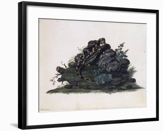 Salamander, Watercolour by Sidney Parkinson (Ca 1745-1771), UK, 18th Century-null-Framed Giclee Print