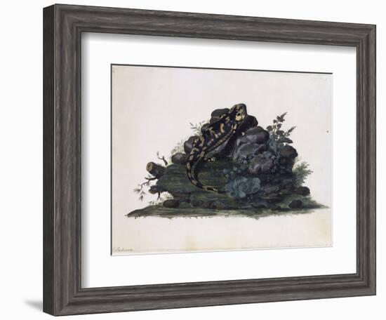 Salamander, Watercolour by Sidney Parkinson (Ca 1745-1771), UK, 18th Century-null-Framed Giclee Print