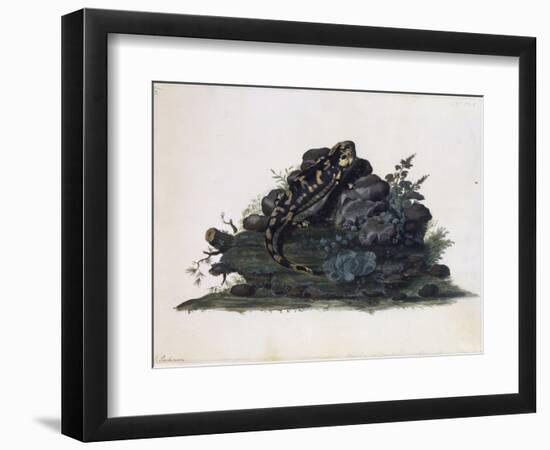 Salamander, Watercolour by Sidney Parkinson (Ca 1745-1771), UK, 18th Century-null-Framed Giclee Print