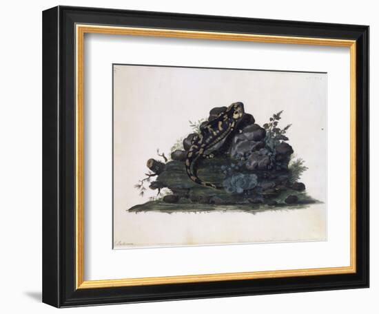 Salamander, Watercolour by Sidney Parkinson (Ca 1745-1771), UK, 18th Century-null-Framed Giclee Print