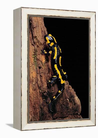 Salamandra Salamandra Terrestris (Fire Salamander)-Paul Starosta-Framed Premier Image Canvas