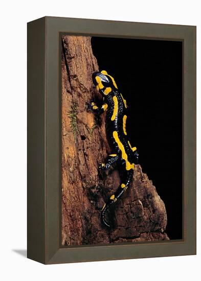 Salamandra Salamandra Terrestris (Fire Salamander)-Paul Starosta-Framed Premier Image Canvas