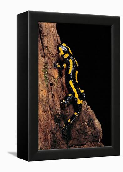 Salamandra Salamandra Terrestris (Fire Salamander)-Paul Starosta-Framed Premier Image Canvas