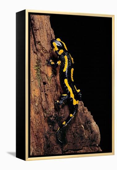 Salamandra Salamandra Terrestris (Fire Salamander)-Paul Starosta-Framed Premier Image Canvas