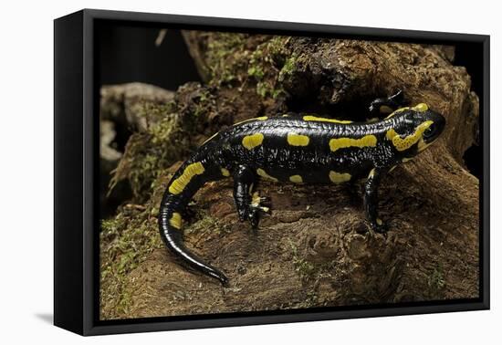 Salamandra Salamandra Terrestris (Fire Salamander)-Paul Starosta-Framed Premier Image Canvas