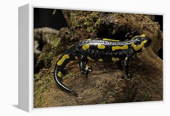 Salamandra Salamandra Terrestris (Fire Salamander)-Paul Starosta-Framed Premier Image Canvas
