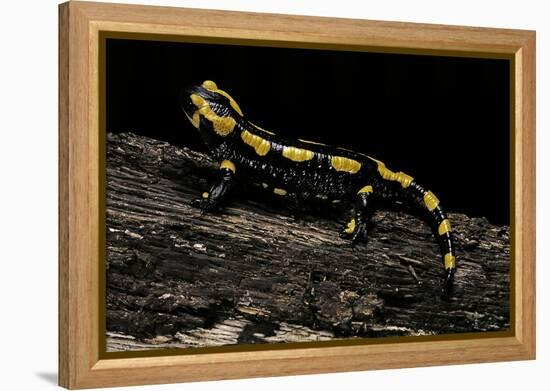 Salamandra Salamandra Terrestris (Fire Salamander)-Paul Starosta-Framed Premier Image Canvas