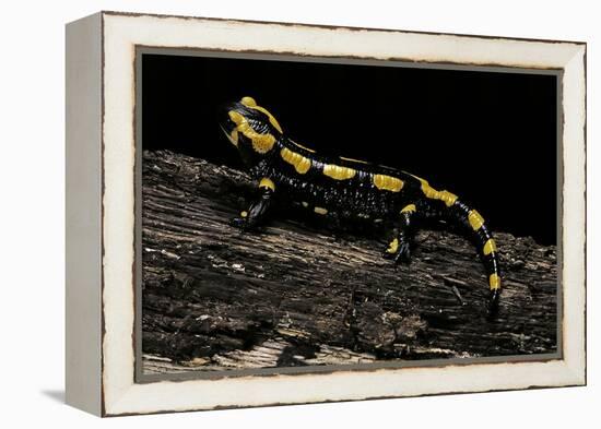 Salamandra Salamandra Terrestris (Fire Salamander)-Paul Starosta-Framed Premier Image Canvas