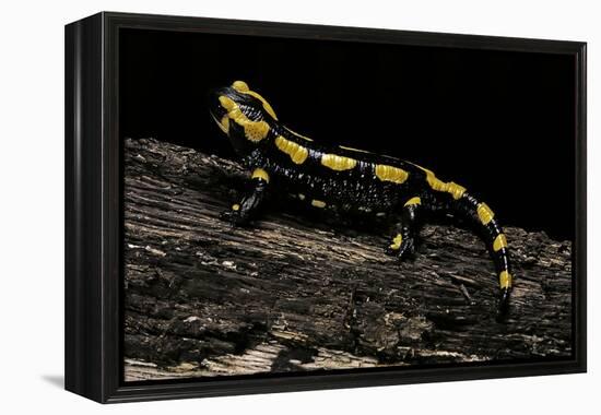 Salamandra Salamandra Terrestris (Fire Salamander)-Paul Starosta-Framed Premier Image Canvas