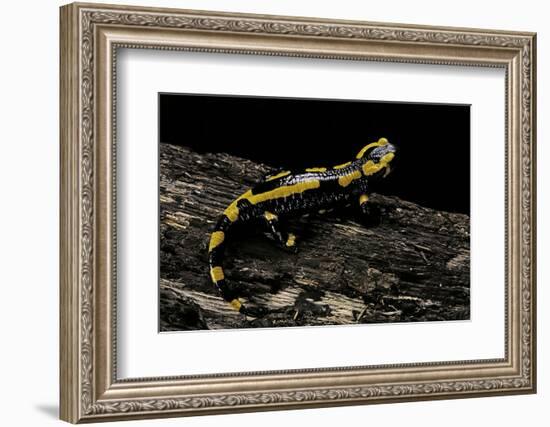 Salamandra Salamandra Terrestris (Fire Salamander)-Paul Starosta-Framed Photographic Print