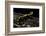 Salamandra Salamandra Terrestris (Fire Salamander)-Paul Starosta-Framed Photographic Print