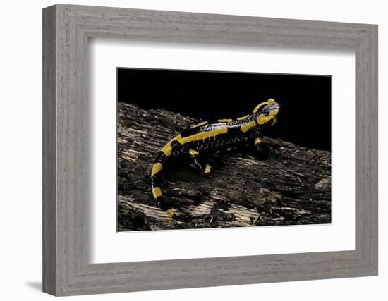 Salamandra Salamandra Terrestris (Fire Salamander)-Paul Starosta-Framed Photographic Print