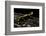 Salamandra Salamandra Terrestris (Fire Salamander)-Paul Starosta-Framed Photographic Print