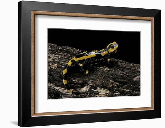 Salamandra Salamandra Terrestris (Fire Salamander)-Paul Starosta-Framed Photographic Print