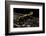 Salamandra Salamandra Terrestris (Fire Salamander)-Paul Starosta-Framed Photographic Print