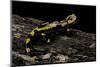 Salamandra Salamandra Terrestris (Fire Salamander)-Paul Starosta-Mounted Photographic Print