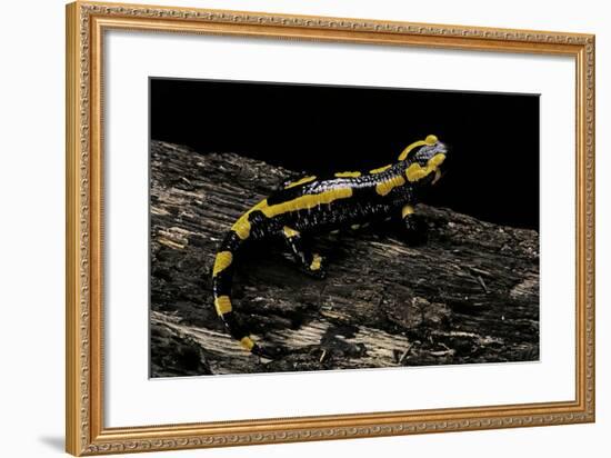 Salamandra Salamandra Terrestris (Fire Salamander)-Paul Starosta-Framed Photographic Print