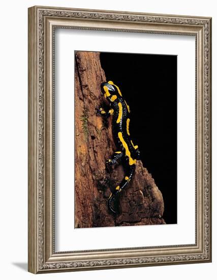 Salamandra Salamandra Terrestris (Fire Salamander)-Paul Starosta-Framed Photographic Print