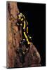 Salamandra Salamandra Terrestris (Fire Salamander)-Paul Starosta-Mounted Photographic Print