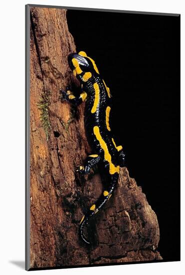 Salamandra Salamandra Terrestris (Fire Salamander)-Paul Starosta-Mounted Photographic Print