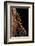 Salamandra Salamandra Terrestris (Fire Salamander)-Paul Starosta-Framed Photographic Print