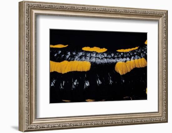 Salamandra Salamandra Terrestris (Fire Salamander)-Paul Starosta-Framed Photographic Print