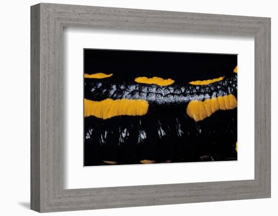 Salamandra Salamandra Terrestris (Fire Salamander)-Paul Starosta-Framed Photographic Print