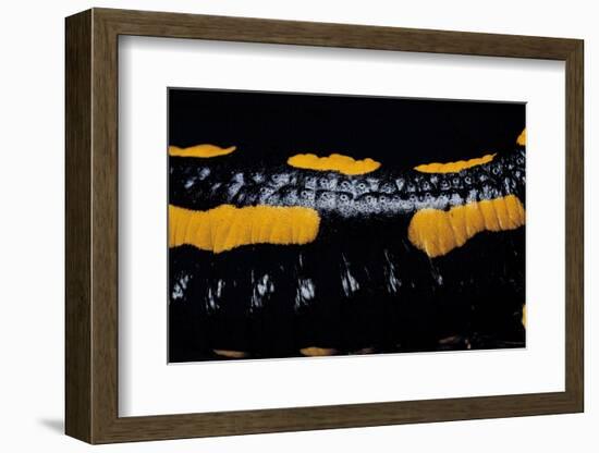 Salamandra Salamandra Terrestris (Fire Salamander)-Paul Starosta-Framed Photographic Print