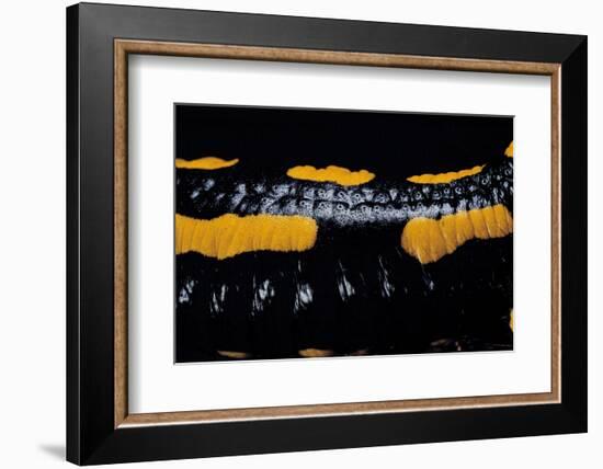 Salamandra Salamandra Terrestris (Fire Salamander)-Paul Starosta-Framed Photographic Print