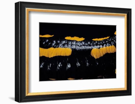 Salamandra Salamandra Terrestris (Fire Salamander)-Paul Starosta-Framed Photographic Print