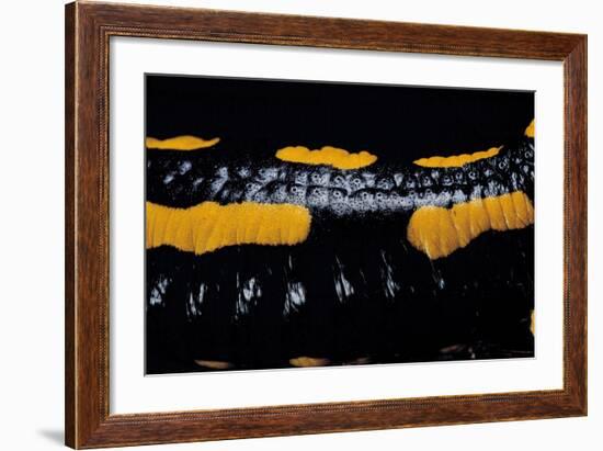 Salamandra Salamandra Terrestris (Fire Salamander)-Paul Starosta-Framed Photographic Print