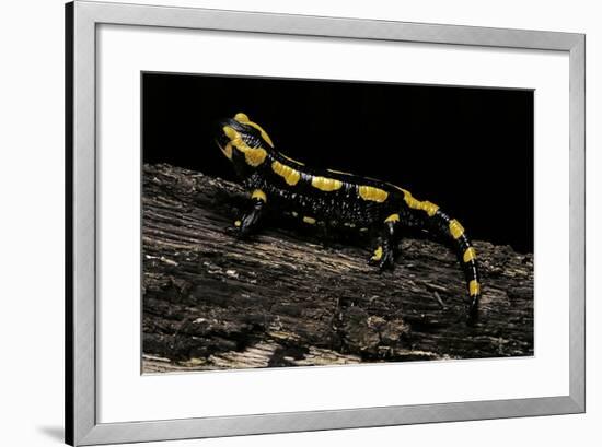 Salamandra Salamandra Terrestris (Fire Salamander)-Paul Starosta-Framed Photographic Print