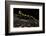 Salamandra Salamandra Terrestris (Fire Salamander)-Paul Starosta-Framed Photographic Print