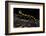 Salamandra Salamandra Terrestris (Fire Salamander)-Paul Starosta-Framed Photographic Print