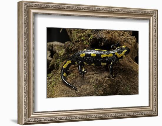 Salamandra Salamandra Terrestris (Fire Salamander)-Paul Starosta-Framed Photographic Print