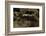 Salamandra Salamandra Terrestris (Fire Salamander)-Paul Starosta-Framed Photographic Print