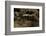 Salamandra Salamandra Terrestris (Fire Salamander)-Paul Starosta-Framed Photographic Print