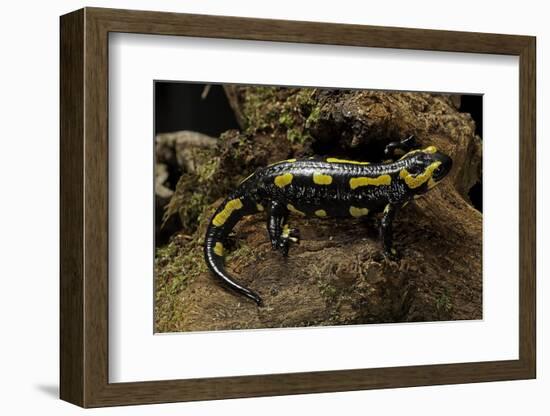 Salamandra Salamandra Terrestris (Fire Salamander)-Paul Starosta-Framed Photographic Print