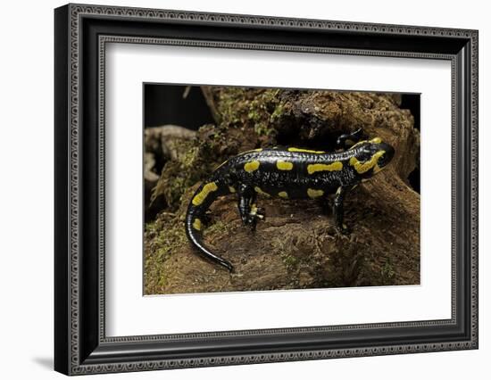 Salamandra Salamandra Terrestris (Fire Salamander)-Paul Starosta-Framed Photographic Print