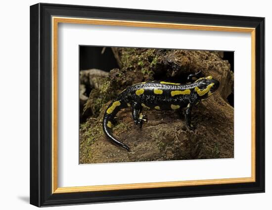 Salamandra Salamandra Terrestris (Fire Salamander)-Paul Starosta-Framed Photographic Print