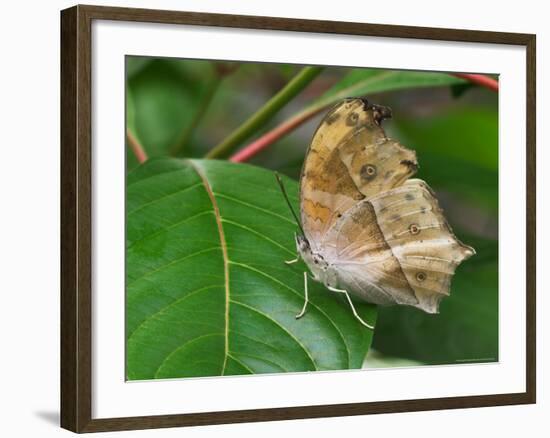 Salamis Parhassus, Central Africa-Adam Jones-Framed Photographic Print