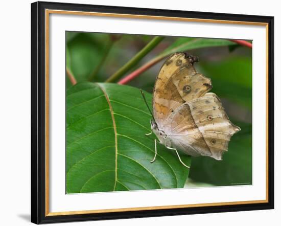 Salamis Parhassus, Central Africa-Adam Jones-Framed Photographic Print