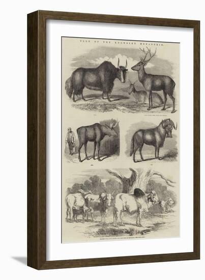 Sale of the Knowsley Menagerie-null-Framed Giclee Print