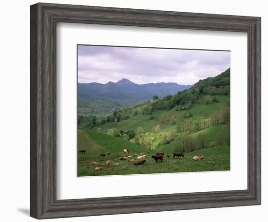 Salers Cows in Pastures, Cantal Mountains, Auvergne, France-Peter Higgins-Framed Photographic Print