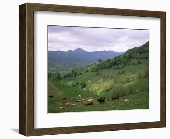 Salers Cows in Pastures, Cantal Mountains, Auvergne, France-Peter Higgins-Framed Photographic Print