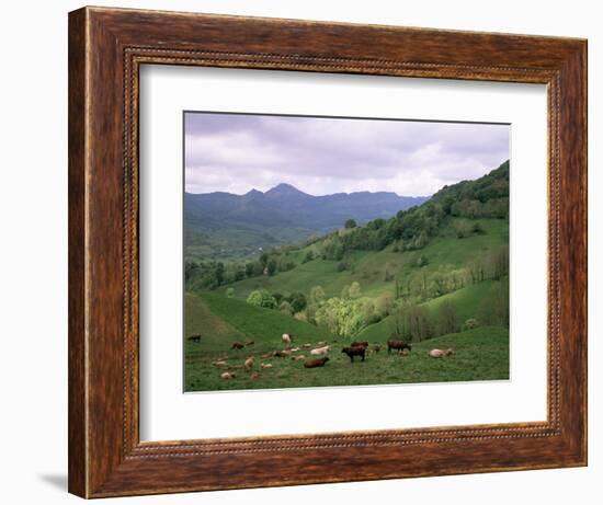 Salers Cows in Pastures, Cantal Mountains, Auvergne, France-Peter Higgins-Framed Photographic Print