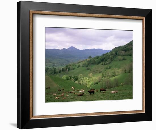 Salers Cows in Pastures, Cantal Mountains, Auvergne, France-Peter Higgins-Framed Photographic Print