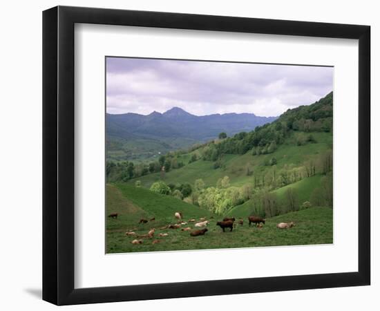 Salers Cows in Pastures, Cantal Mountains, Auvergne, France-Peter Higgins-Framed Photographic Print