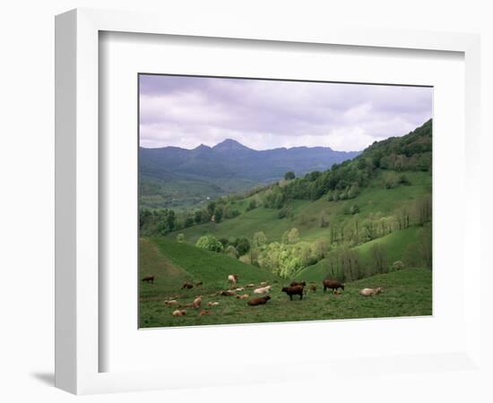 Salers Cows in Pastures, Cantal Mountains, Auvergne, France-Peter Higgins-Framed Photographic Print